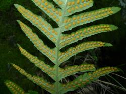 Polypodium vulgare. Abaxial surface of fertile frond showing round to ovate, exindusiate sori.
 Image: L.R. Perrie © Leon Perrie CC BY-NC 3.0 NZ